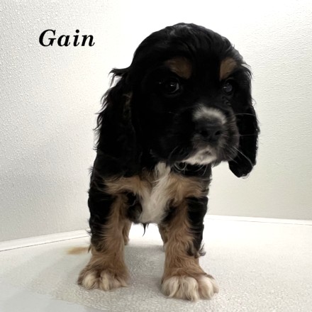 puppy, for, sale, Cocker Spaniel, Joe & Cherri  Overlease, dog, breeder, Miller, MO, dog-breeder, puppy-for-sale, forsale, nearby, find, puppyfind, locator, puppylocator, aca